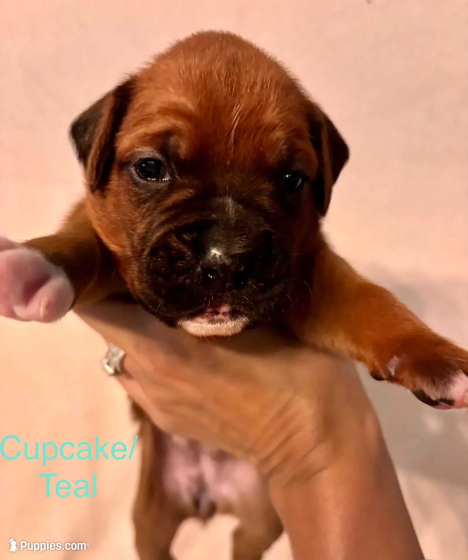 Cupcake - Female -AKC , a female Boxer for sale in Tampa, FL – 3 of 9