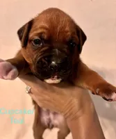 Teal - Cupcake - Female , a female Boxer for sale in Tampa, FL – 2 of 7