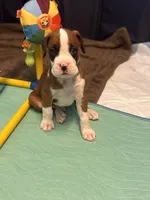 Tank-Male -Flashy Fawn-AKC , a male Boxer for sale in Tampa, FL – 4 of 8