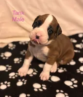 Pink-Tank-Male -Flashy Fawn, a male Boxer for sale in Tampa, FL – 2 of 10