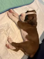 Tank-Male -Flashy Fawn-AKC , a male Boxer for sale in Tampa, FL – 5 of 8