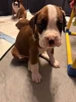 Tank-Male -Flashy Fawn-AKC , a male Boxer for sale in Tampa, FL – 6 of 8