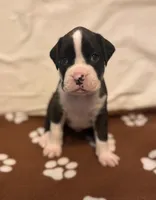 Sky Blue - Miracle -Male, a male Boxer for sale in Tampa, FL – 1 of 3