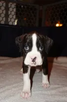 Miracle -Male-AKC, a male Boxer for sale in Tampa, FL – 8 of 10