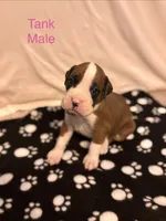Pink-Tank-Male -Flashy Fawn, a male Boxer for sale in Tampa, FL – 1 of 10