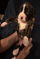 Dark Pink- Marlow-Female-Flashy Sealed Brindle, a female Boxer for sale in Tampa, FL – 6 of 9