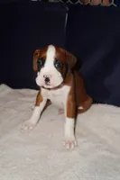 Tank-Male -Flashy Fawn-AKC , a male Boxer for sale in Tampa, FL – 8 of 8