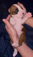 Pink-Tank-Male -Flashy Fawn, a male Boxer for sale in Tampa, FL – 4 of 10