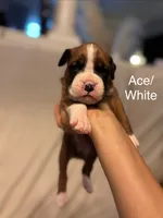White-Ace-Male, a male Boxer for sale in Tampa, FL – 4 of 7