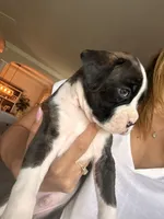 Miracle -Male-AKC, a male Boxer for sale in Tampa, FL – 7 of 10