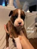 White-Ace-Male, a male Boxer for sale in Tampa, FL – 5 of 7