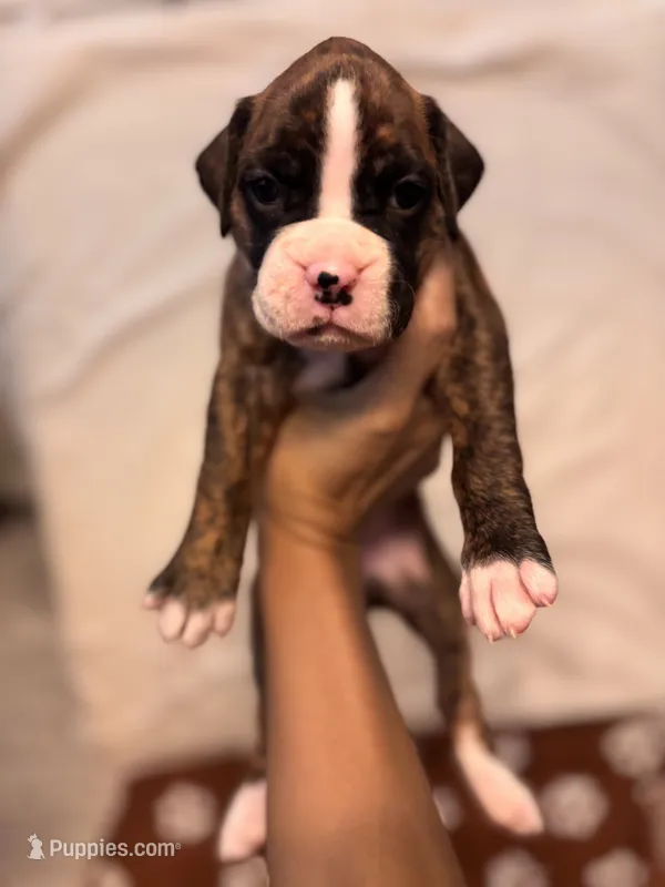 Purple-Pepper-Female – Boxer puppy for sale in Tampa, FL