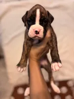 Purple-Pepper-Female, a female Boxer for sale in Tampa, FL – 1 of 5