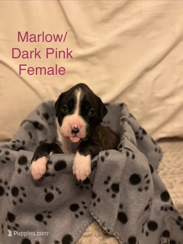 Dark Pink- Marlow-Female-Flashy Sealed Brindle – Boxer puppy for sale in Tampa, FL