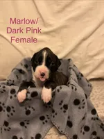 Dark Pink- Marlow-Female-Flashy Sealed Brindle, a female Boxer for sale in Tampa, FL – 2 of 9