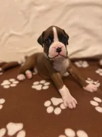 White-Ace-Male, a male Boxer for sale in Tampa, FL – 7 of 7
