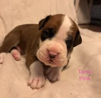 Pink-Tank-Male -Flashy Fawn, a male Boxer for sale in Tampa, FL – 5 of 10
