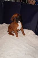Cupcake - Female -AKC , a female Boxer for sale in Tampa, FL – 8 of 9