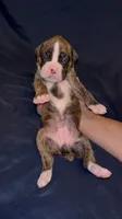 Purple-Pepper-Female, a female Boxer for sale in Tampa, FL – 3 of 5
