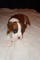 Tank-Male -Flashy Fawn-AKC , a male Boxer for sale in Tampa, FL – 7 of 8