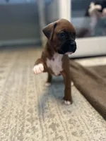 Cupcake - Female -AKC , a female Boxer for sale in Tampa, FL – 6 of 9