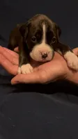 Dark Pink- Marlow-Female-Flashy Sealed Brindle, a female Boxer for sale in Tampa, FL – 3 of 9