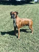 Dark Pink- Marlow-Female-Flashy Sealed Brindle, a female Boxer for sale in Tampa, FL – 8 of 9