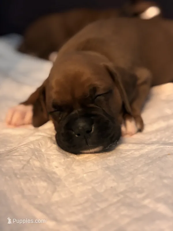 Cupcake - Female  – Boxer puppy for sale in Tampa, FL