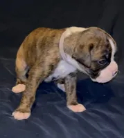 Purple-Pepper-Female, a female Boxer for sale in Tampa, FL – 5 of 5