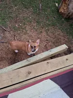 Wiggles, a female Pembroke Welsh Corgi for sale in Old Orchard Beach, ME – 2 of 2