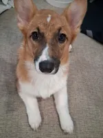 Wiggles, a female Pembroke Welsh Corgi for sale in Old Orchard Beach, ME – 1 of 2
