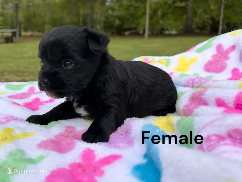 Black Beauty – Yorkshire Terrier puppy for sale in Walker, LA