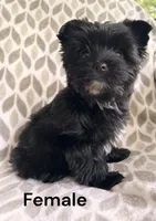 Black Beauty, a female Yorkshire Terrier for sale in Walker, LA – 1 of 3