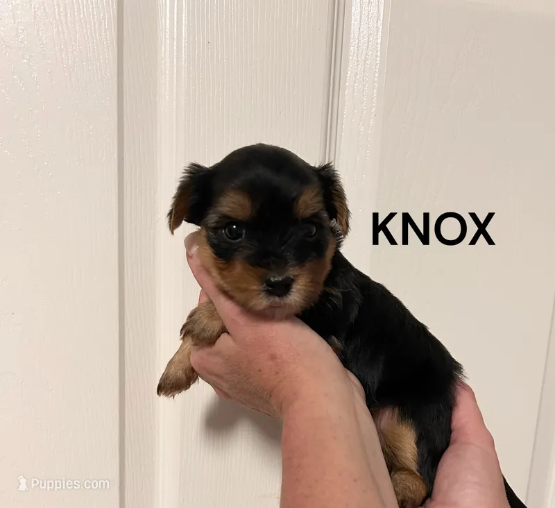 Knox – Yorkshire Terrier puppy for sale in Walker, LA