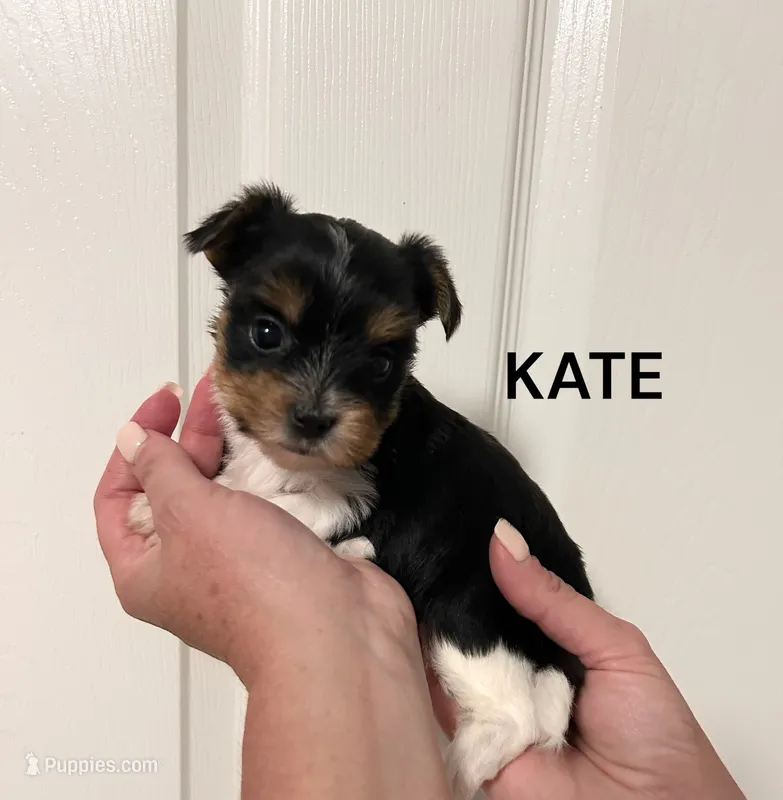 Kate-Tiny – Yorkshire Terrier puppy for sale in Walker, LA