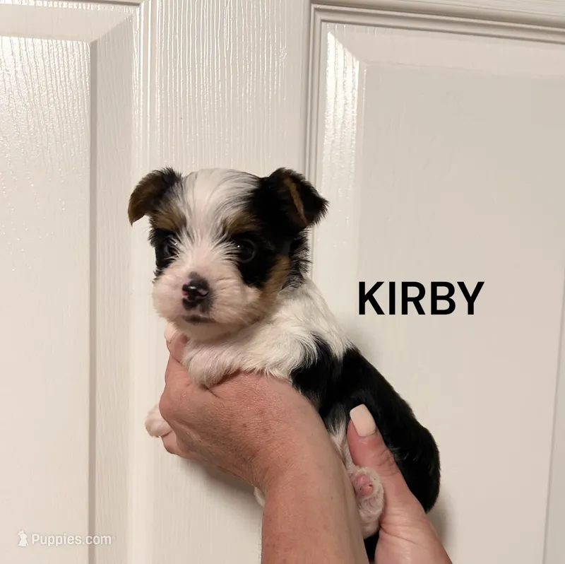 Kirby – Yorkshire Terrier puppy for sale in Walker, LA