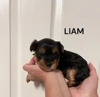 Liam, a male Yorkshire Terrier for sale in Walker, LA – 1 of 2
