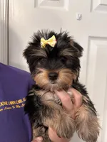 Lillie, a female Yorkshire Terrier for sale in Walker, LA – Photo 3 of 3
