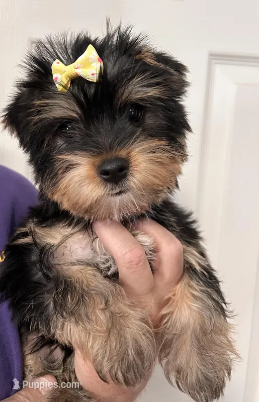 Lillie – Yorkshire Terrier puppy for sale in Walker, LA