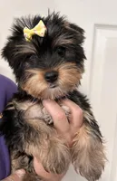 Lillie, a female Yorkshire Terrier for sale in Walker, LA – Photo 1 of 3
