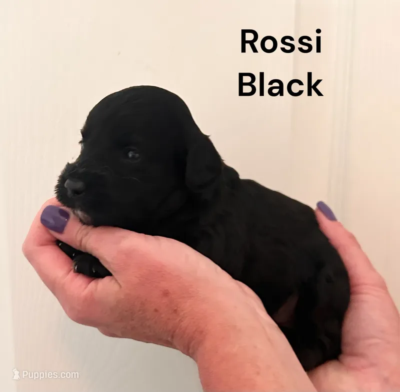 Rossi – Yorkipoo puppy for sale in Walker, LA