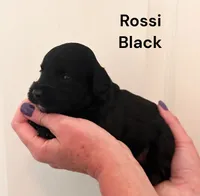 Rossi, a male Yorkipoo for sale in Walker, LA – 1 of 1