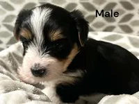 Teddy, a male Yorkshire Terrier for sale in Walker, LA – 1 of 2