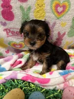 Beau, a male Yorkshire Terrier for sale in Walker, LA – Photo 2 of 3