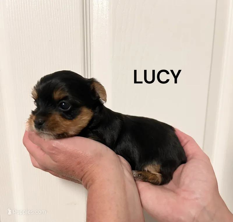 Lucy-Tiny – Yorkshire Terrier puppy for sale in Walker, LA