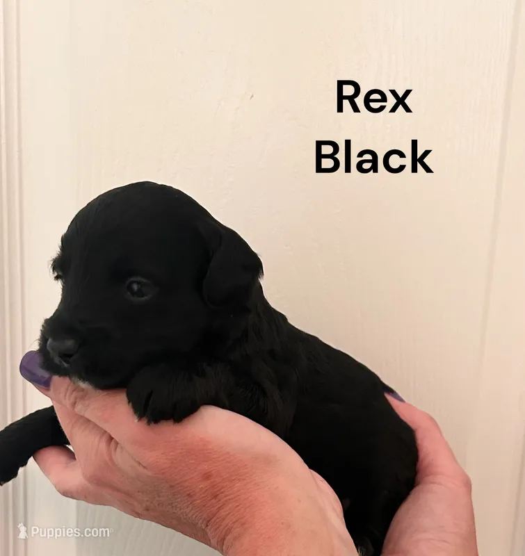 Rex – Yorkipoo puppy for sale in Walker, LA