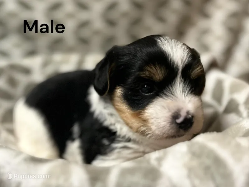 Loki – Yorkshire Terrier puppy for sale in Walker, LA