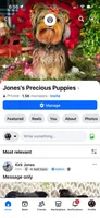 Loki, a male Yorkshire Terrier for sale in Walker, LA – 2 of 2