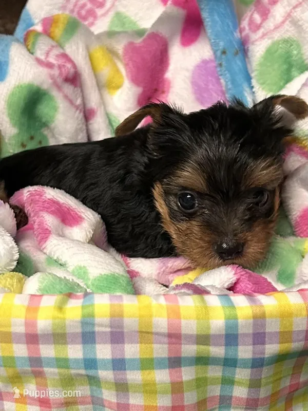 Tiny Tim – Yorkshire Terrier puppy for sale in Walker, LA