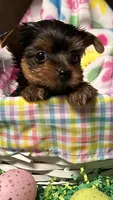 Tiny Tim, a male Yorkshire Terrier for sale in Walker, LA – Photo 2 of 4